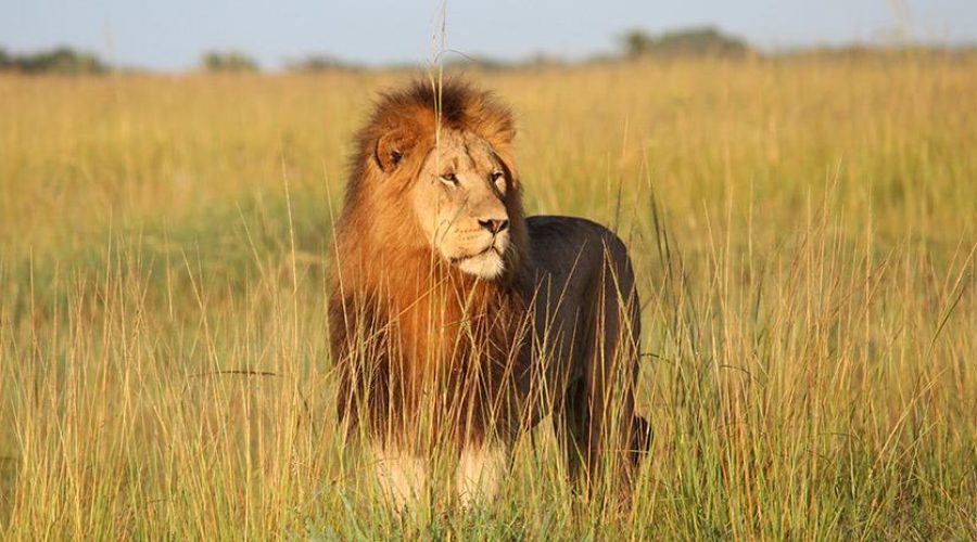 Λιοντάρια και πούμα θετικά στην Covid-19, κίνδυνος μεταλλάξεων