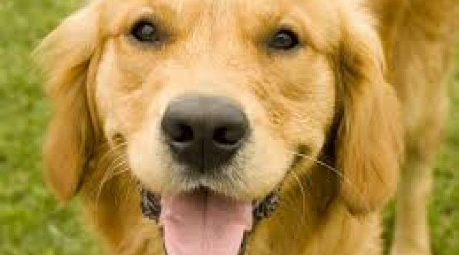 Οι σκύλοι μπορούν να μυρίσουν με μεγάλη ακρίβεια τον κορονοϊό