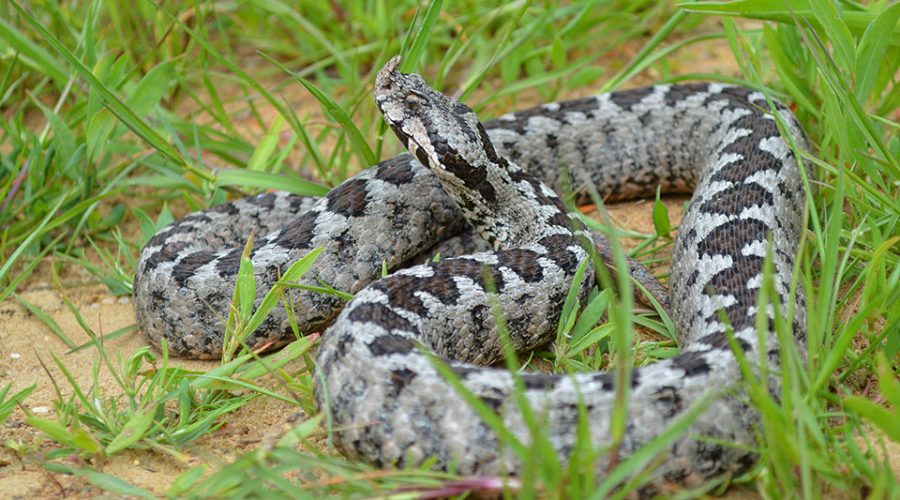 Ποια είναι τα τρία πιο επικίνδυνα φίδια στην Ελλάδα – Τι πρέπει να ξέρετε για την οχιά